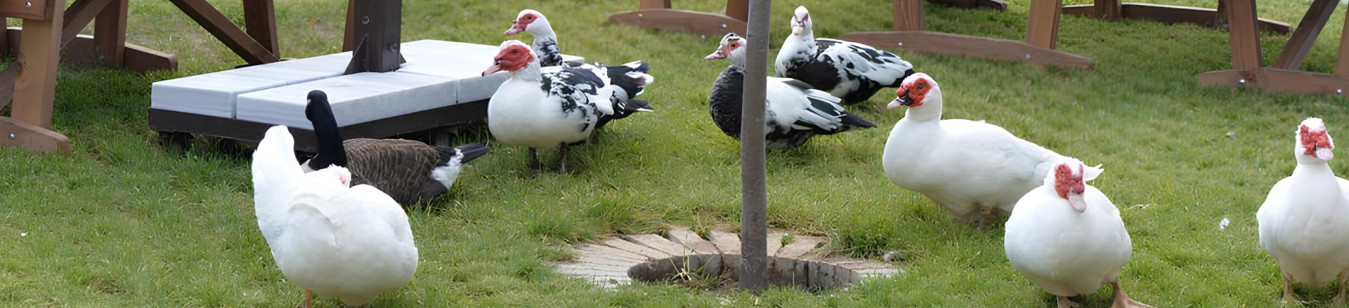 Çiftlik Hayvanları