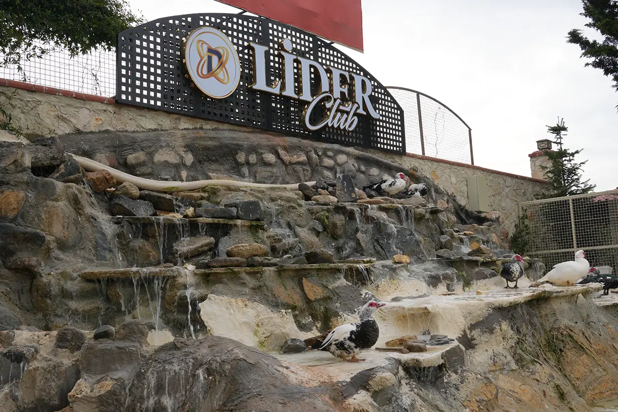 Çiftlik Hayvanları