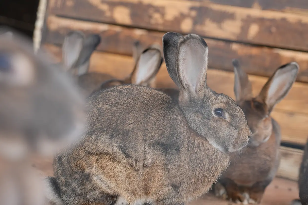 Çiftlik Hayvanları