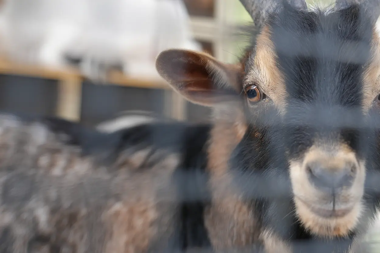 Çiftlik Hayvanları