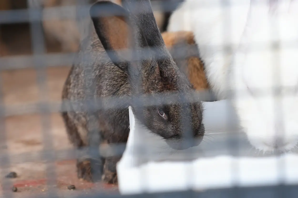 Çiftlik Hayvanları