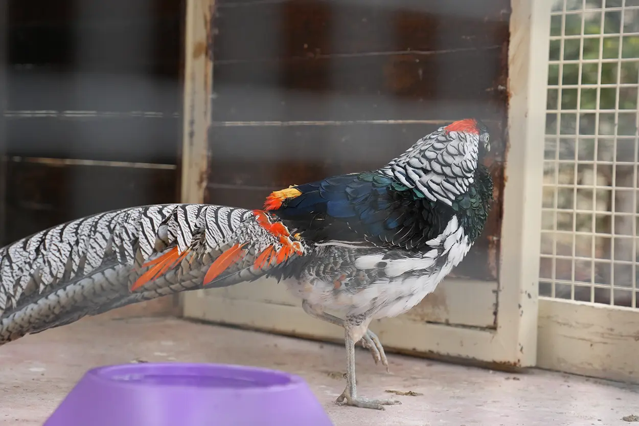 Çiftlik Hayvanları