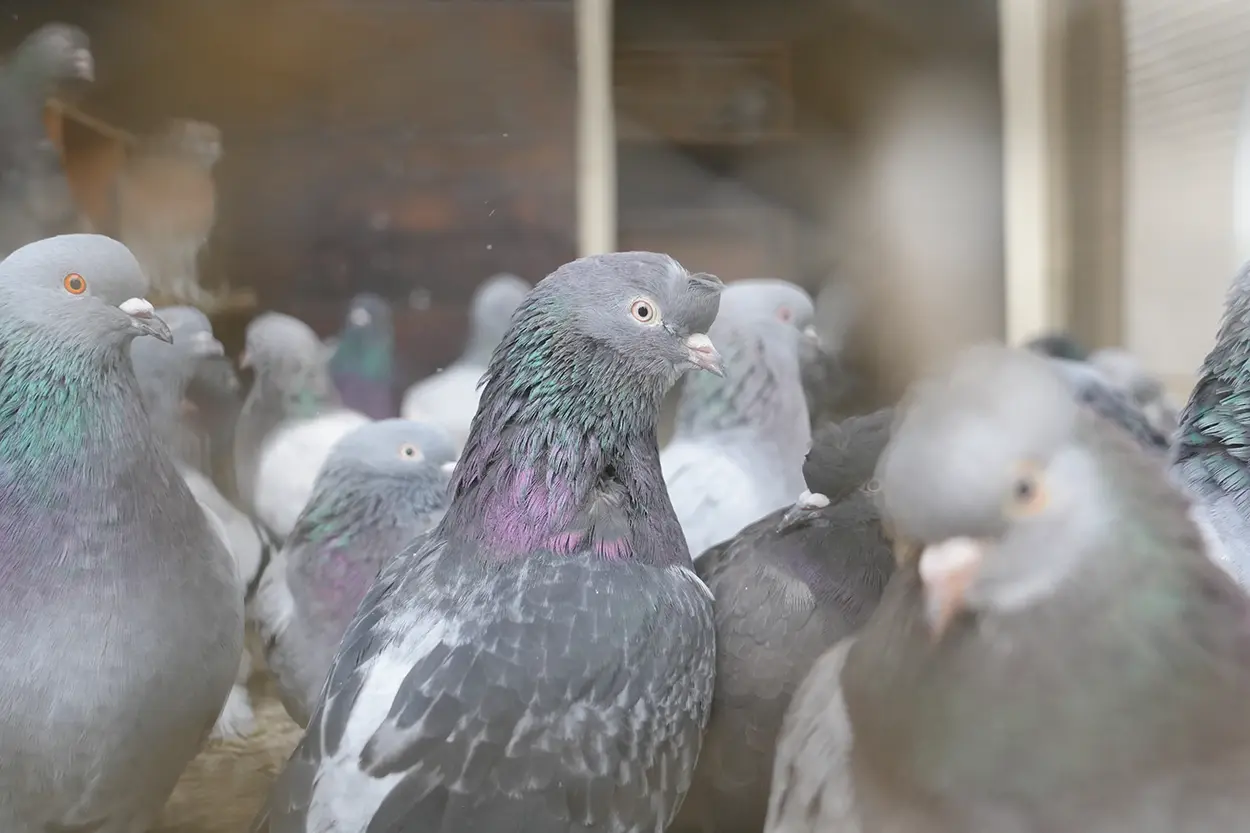 Çiftlik Hayvanları