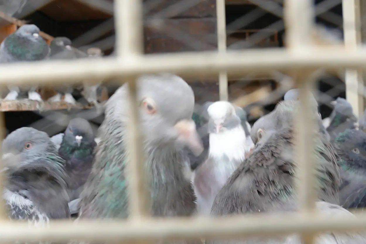 Çiftlik Hayvanları