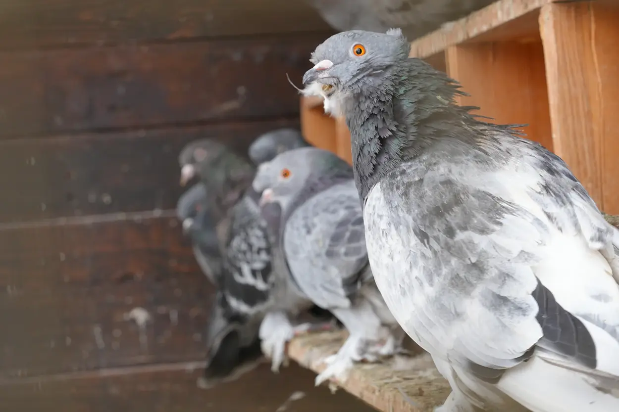 Çiftlik Hayvanları