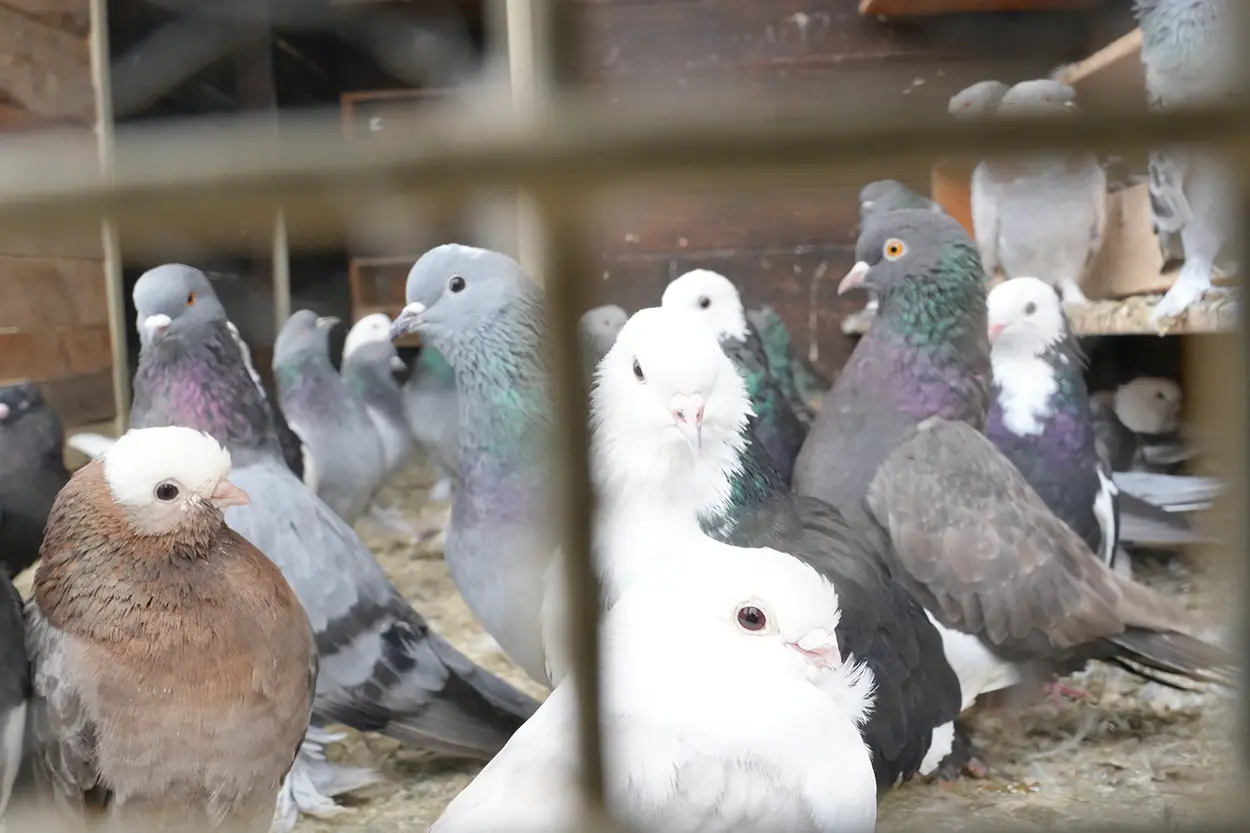 Çiftlik Hayvanları