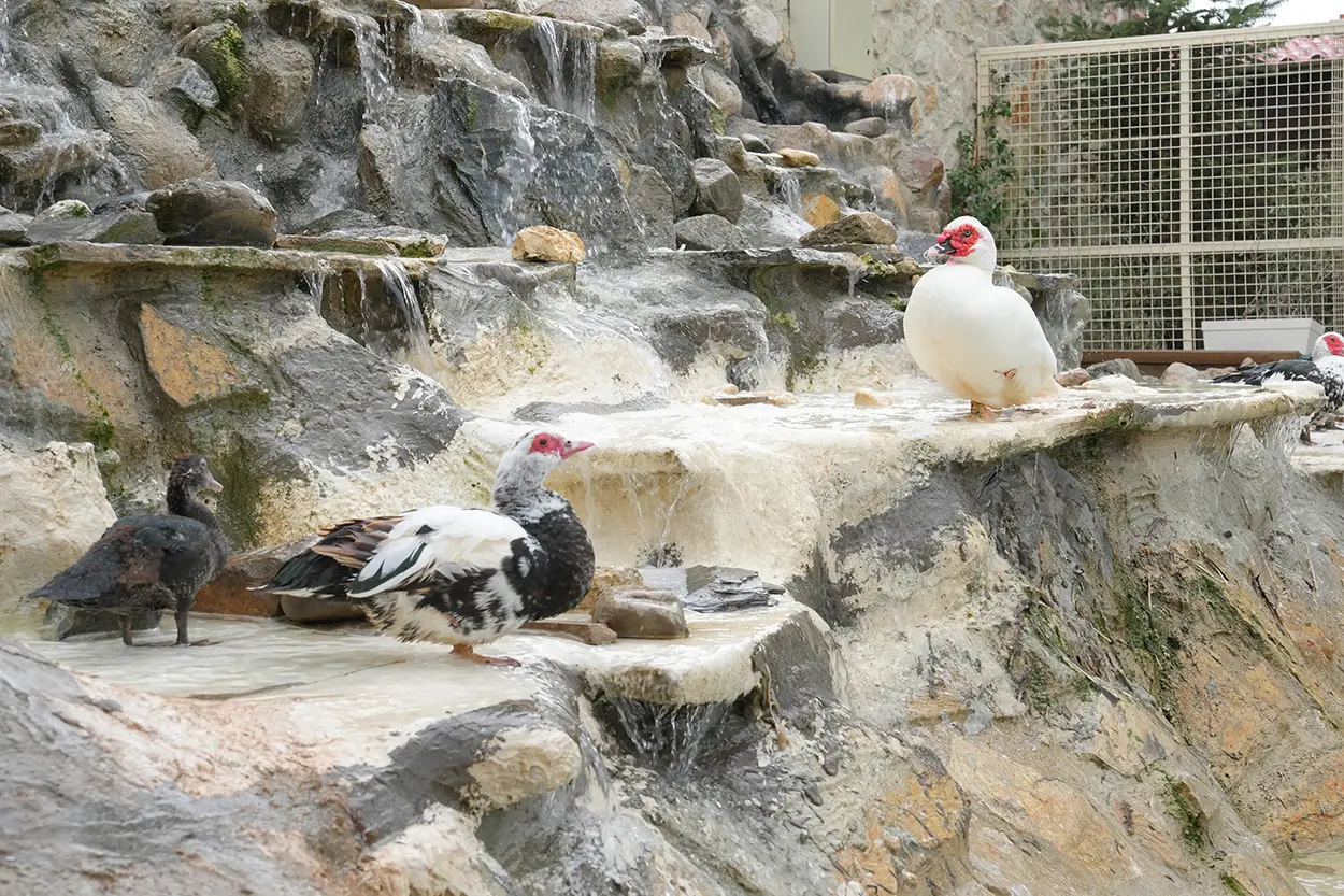 Çiftlik Hayvanları