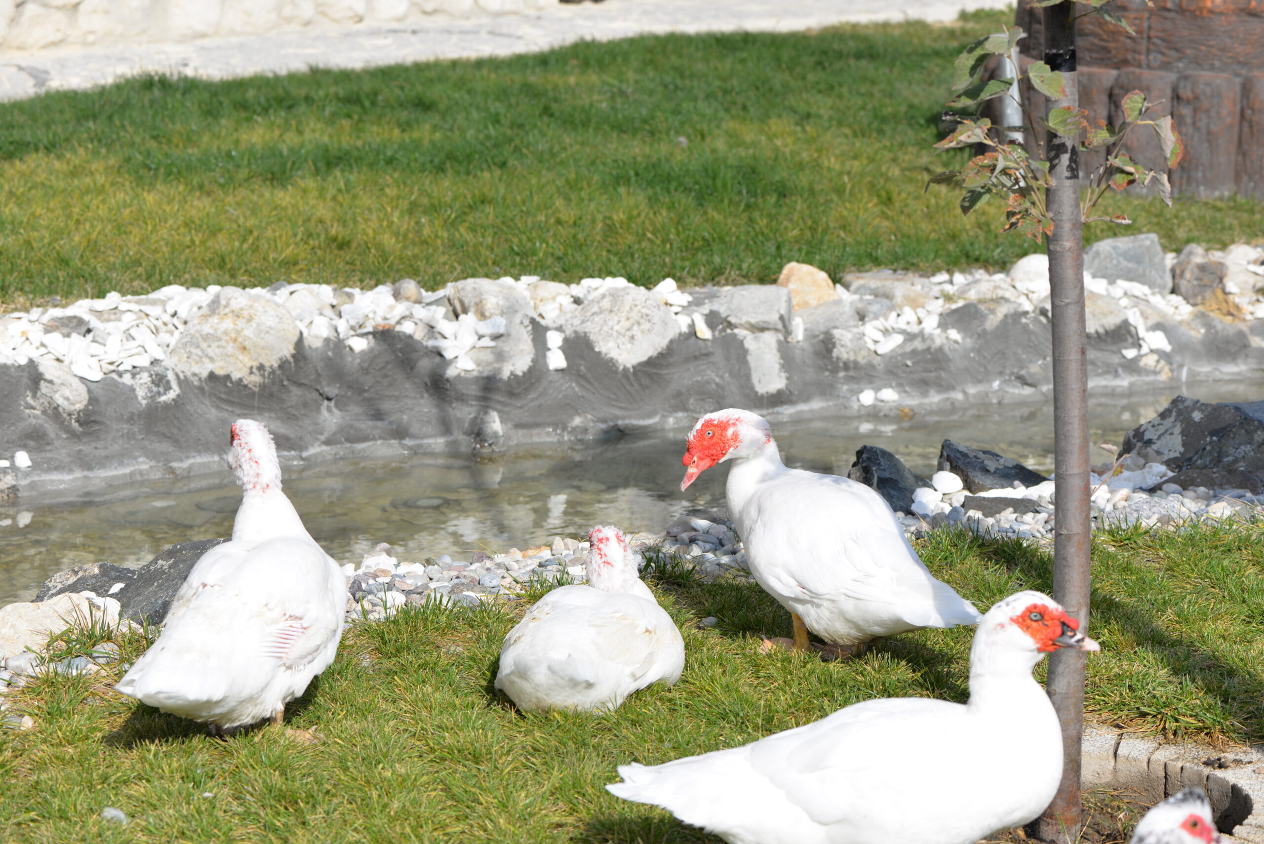 Saklı Sofra’da Çiftlik Hayvanları Ziyareti: Doğa ve Sevimli Dostlarla Buluşma